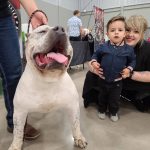 Dog Show
