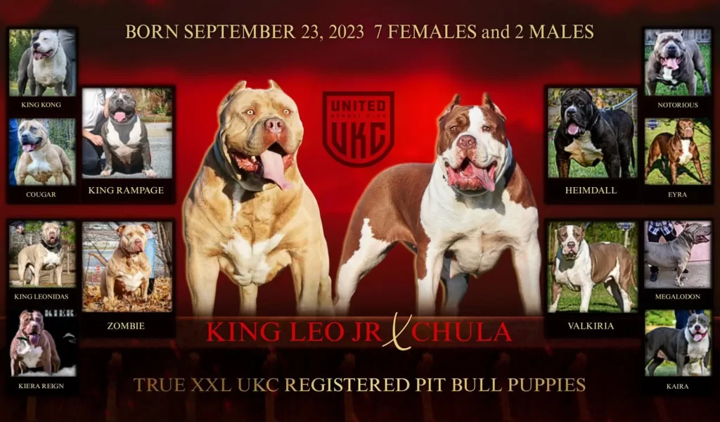 XL American Bully Puppies for Sale