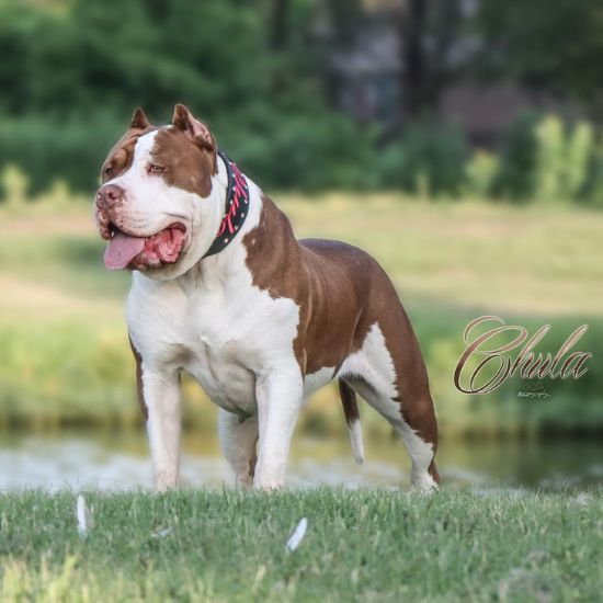American bully puppies for sale near me