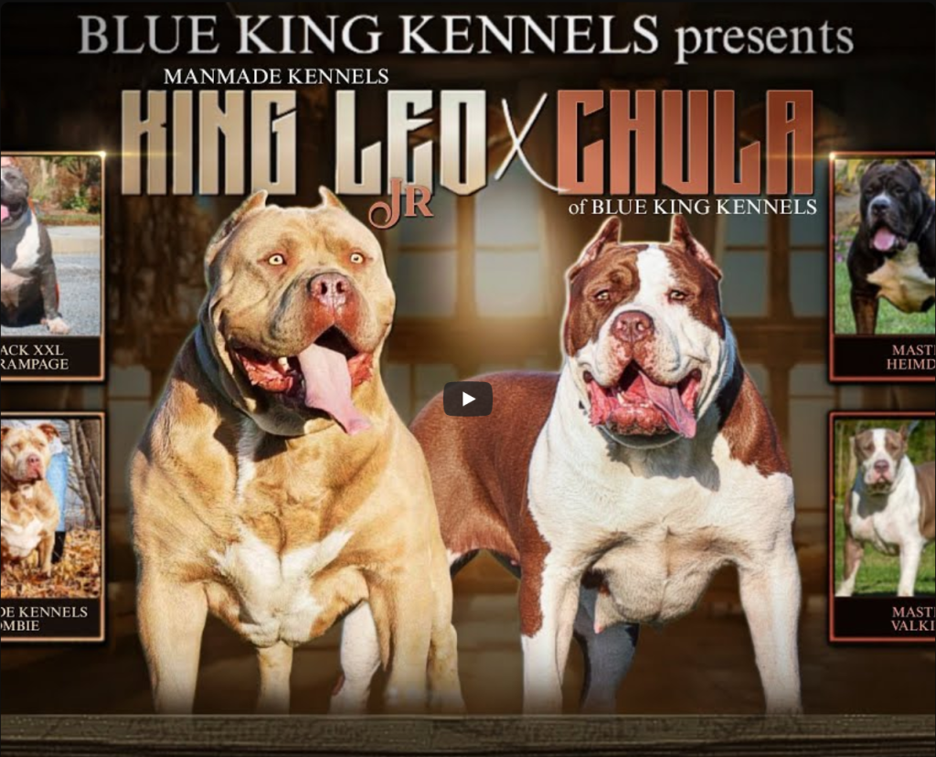 Blue Kings Kennels YouTube