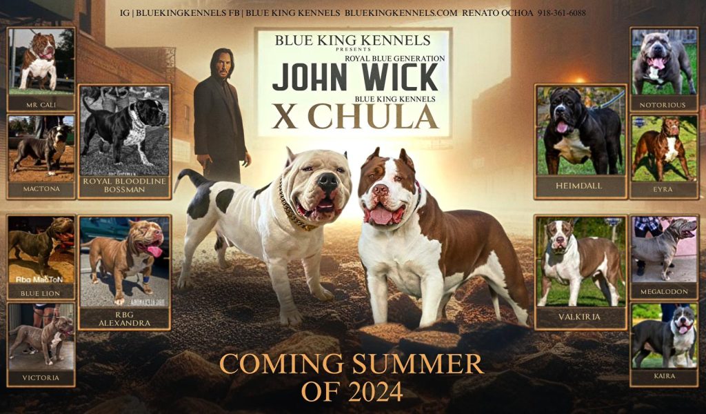 New Breeding 2024 Chula X John Wick