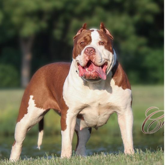 Xl American bully puppies for sale