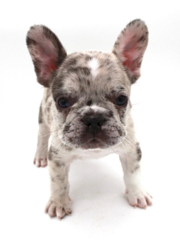 French bulldog puppies for sale