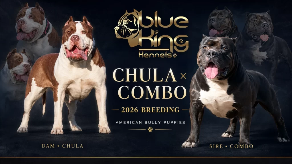 New XL American Bully Breeding Chula X Combo 2026 BlueKing Kennels
